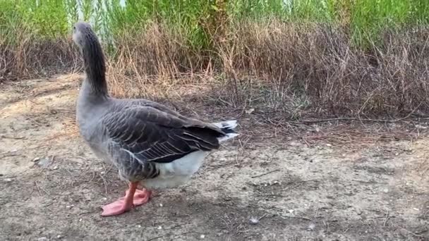 Gray Goose Pecks Something Ground Poops Moves All — Stock Video