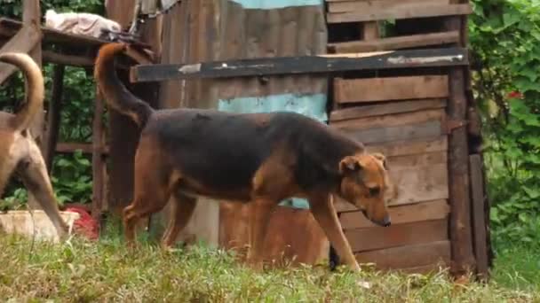 Afrika Bir Evde Siyah Köy Köpeği — Stok video