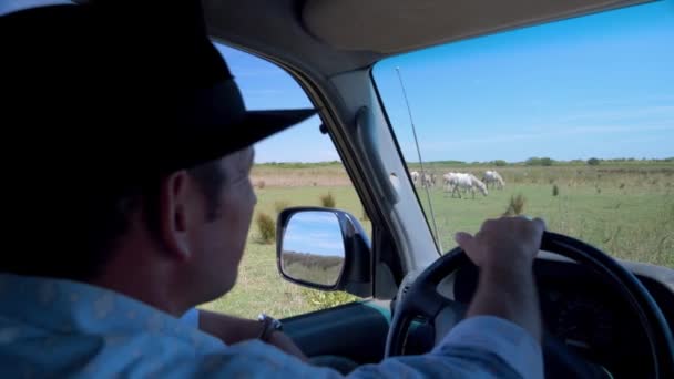 Koboi Mengendarai Mobilnya Menuju Kemasan Kuda Untuk Mengamati Mereka Bagaimana — Stok Video