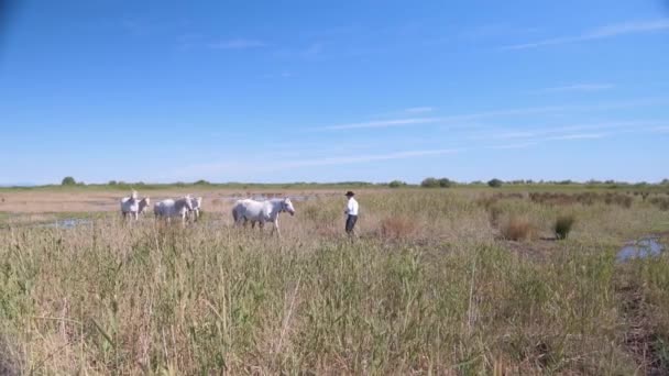 Μια Μακρινή Φωτογραφία Καουμπόη Περπατάει Προς Λευκά Άλογα Του Ένα — Αρχείο Βίντεο