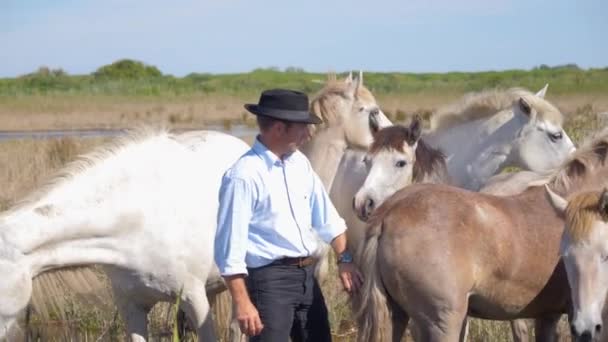 Cowboy Caressant Son Beau Troupeau Chevaux — Video