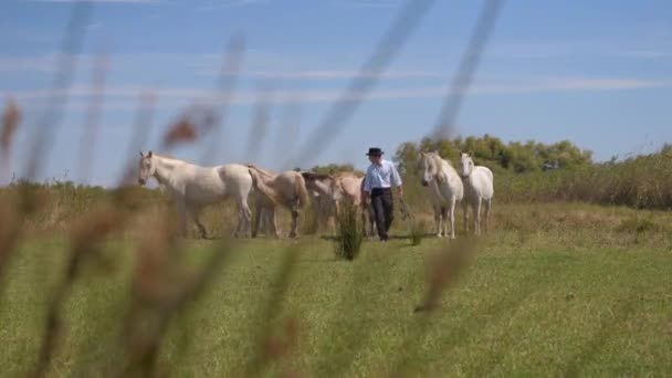 在法国南部的一个田野里 牛仔牵着她的马群 前面是高高的青草 — 图库视频影像