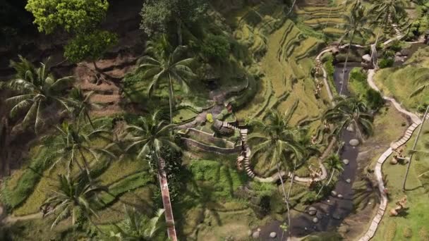 Aerial View Terraced Rice Fields Ubud Bali Indonesia Top — Stock Video