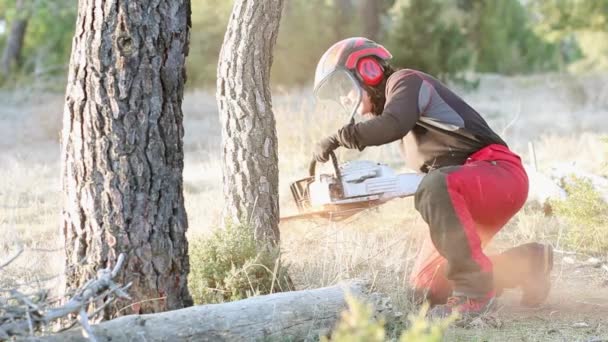 ソーイングマシンを使用してスペインの森の中で木を伐採プロの木の女性労働者 — ストック動画
