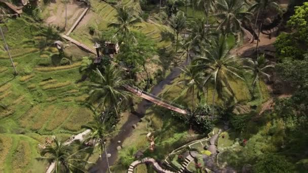 Pont Bois Sur Rivière Vers Les Terrasses Riz Bali Indonésie — Video