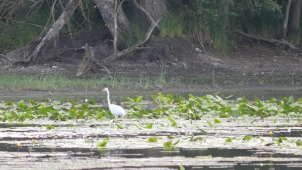 Witte Grote Zilverreiger Wandelen Tussen Waterlelies Aan Een Zijarm Van — Stockvideo