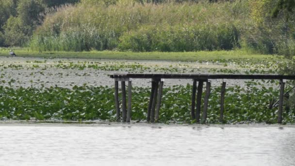 Old Wooden Fishing Peer Aan Oude Rijn Omgeven Door Waterlelies — Stockvideo
