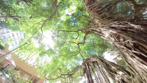 香港の中国のガジュマルの木ブレイクガーデン 低角度のワイドビュー — ストック動画