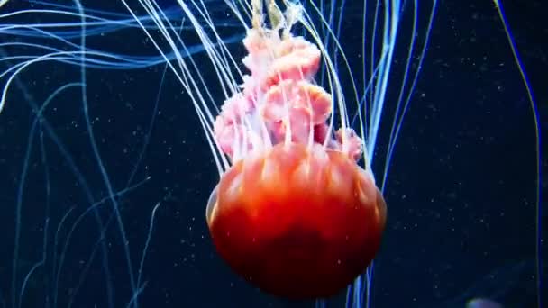 Acquario Singapore Ospita Diverse Meduse Che Sono Membri Gelatinosi Del — Video Stock