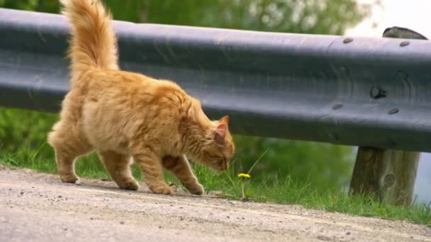 Długowłosy Kot Spacerujący Poboczu Drogi Pomarańczowy Pręgowany — Wideo stockowe