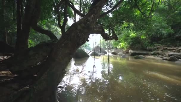 靠近Hin Lad瀑布的小河 挂在树上的落叶 泰国Samui — 图库视频影像