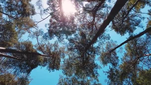Gimbal Shot Αναζητούν Κορυφές Δέντρων Scots Pines Καλοκαίρι Ηλιακή Έκλαμψη — Αρχείο Βίντεο