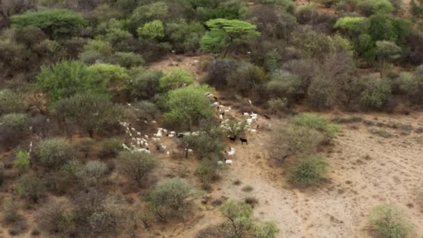 Etiyopya Nın Omo Vadisi Yakınlarındaki Keçi Sürüsü Geniş Hava Görüntüsü — Stok video