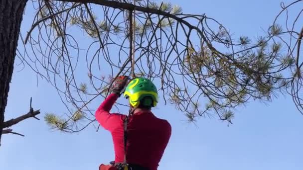 Muž Slézající Stromu Bezpečnostní Přilbě Postroji Botách Rukavicích Bezpečnostních Postrojích — Stock video