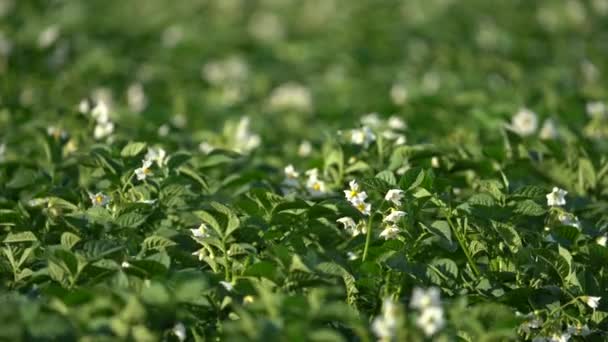 Ekologisk Potatis Fält Vid Full Blom Statisk Närbild — Stockvideo