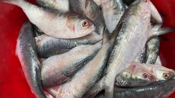 ダッカの川ラン バザールにはヒルサの魚が売られている ヒルサ Hilsa バングラデシュの魚 ヒルサはベンガリスの間で非常に人気があります — ストック動画