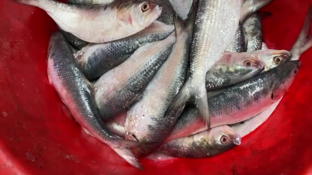 Peixes Hilsha Mantidos Gelo Para Venda Mercado — Vídeo de Stock