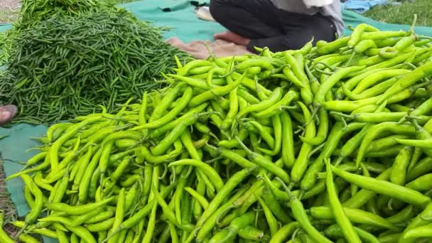 Groene Chilipepers Indiase Markt Close Zicht Vers Geplukte Groene Chili — Stockvideo