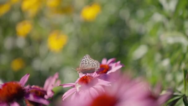 Μέλισσα Και Πεταλούδα Ένα Πολύχρωμο Λουλούδι — Αρχείο Βίντεο