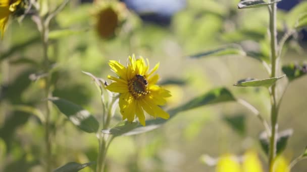 Biene Singel Auf Einer Sonnenblume Die Ende Davonfliegt — Stockvideo