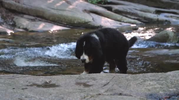 Tatlı Bir Köpek Yavrusunun Durağan Görüntüsü Derede Yürüyor Dağ Deresinde — Stok video