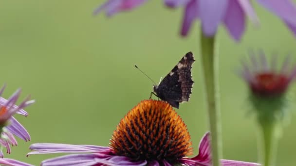 Butterfly Kecil Kura Kura Duduk Purple Coneflower Macro — Stok Video