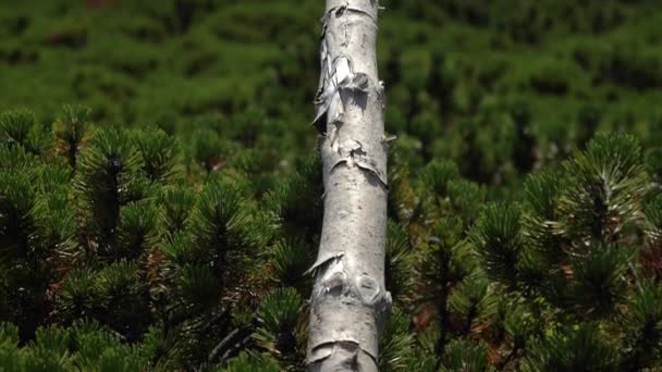 Inclinazione Colpo Albero Nudo Che Posa Sulla Montagna Verde Una — Video Stock