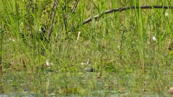 Witte Waterhen Met Borsten Vijver Gras Water — Stockvideo