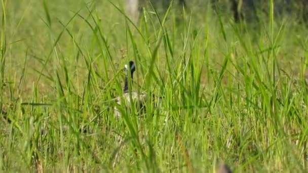 Putih Breasted Waterhen Kolam Hijau Rumput — Stok Video