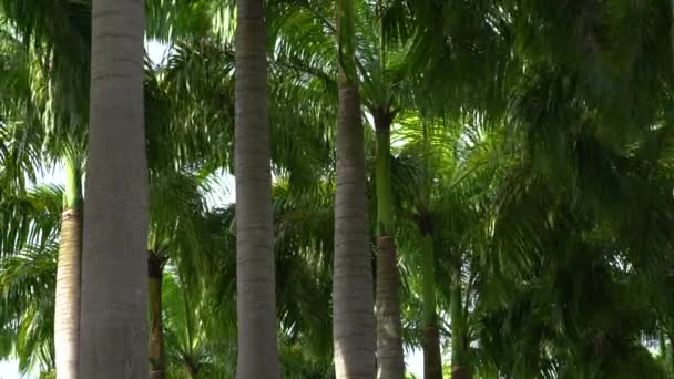 Palmy Stromové Brunch Zelené Listy Plné Rám Palmy Pozadí — Stock video
