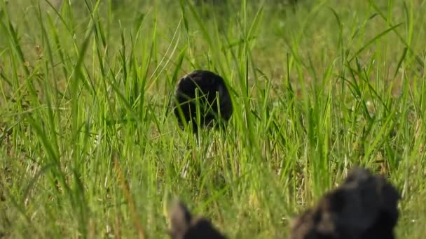 Gallina Acqua Dal Petto Bianco Erba Trovare Cibo — Video Stock