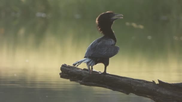 Cormorán Ave Pesca Zona Del Estanque — Vídeo de stock