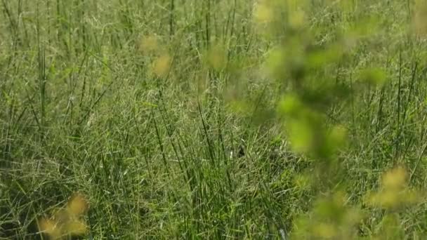 Witte Waterduivin Met Borsten Groen Gras Vinden Wandelen — Stockvideo