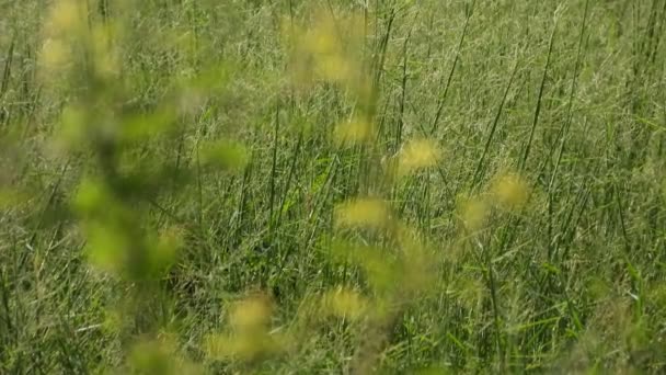 Branco Peito Waterhen Flores Grama — Vídeo de Stock