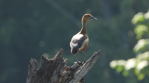 Pato Assobiador Lagoa Árvore — Vídeo de Stock