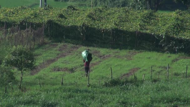 Филиппинский Фермер Идущий Полю Выполняя Работу Ферме Поддерживая Урожай Несет — стоковое видео