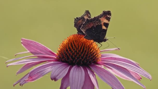 Две Бабочки Едят Нектар Фиолетового Конфлоуэра Один Взлетает Макростатический Кадр — стоковое видео