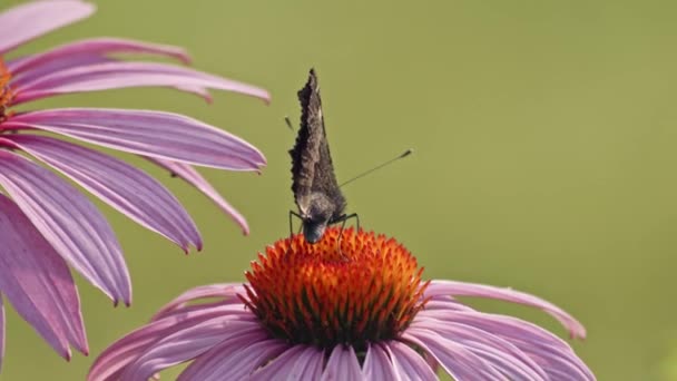 Маленькая Черепаховая Бабочка Поедающая Нектар Апельсина Coneflower Макростатический Снимок — стоковое видео