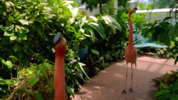 Medium Shot Van Twee Verwarde Flamingo Die Snel Hun Hoofd — Stockvideo