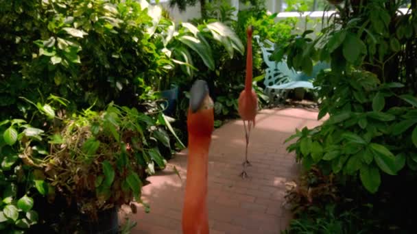 Wide Shot Two Confused Flamingos Turning Heads Quickly — Stock Video