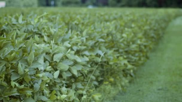 ノースカロライナ州の田舎にある豆畑の列 — ストック動画