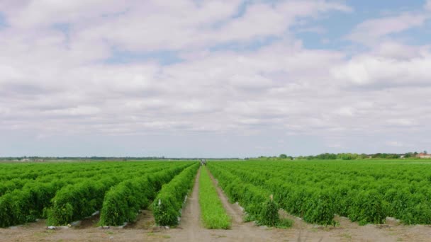 Fazenda Fileiras Campo Culturas Verdes Tripé Com Céu Nublado Sul — Vídeo de Stock