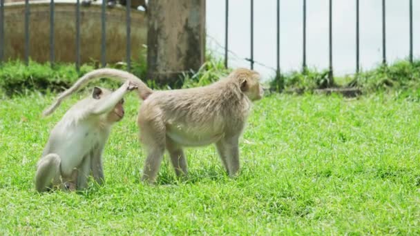 Cinematic Slow Motion野生動物の動画晴れた日にタイのロッブリの猿の町の近くから歩いてマカクのサルの自然映像 — ストック動画