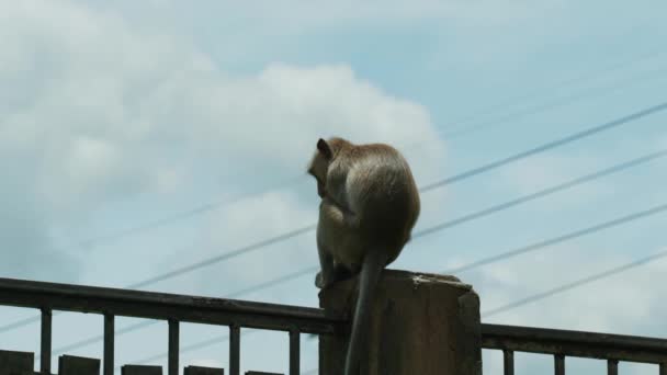 4K在一个阳光明媚的日子里 在泰国Lopburi的猴城 一只猕猴站在大门上 慢动作地拍摄野生动物的自然镜头 — 图库视频影像