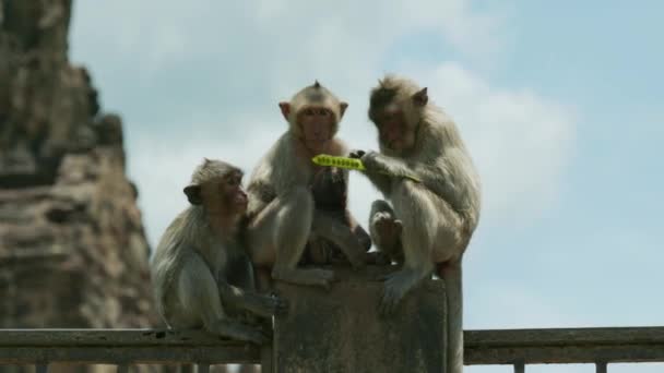 4Kシネマティック スローモーション野生動物晴れた日にタイのロッブリの猿の町の近くから門の上に立つマカクのサルの自然映像 — ストック動画