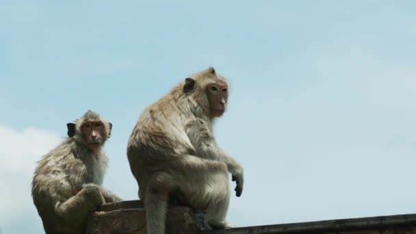 Film Rallentatore Della Fauna Selvatica Riprese Naturalistiche Scimmie Macaco Piedi — Video Stock