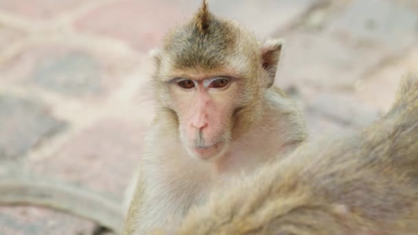 Images Nature Animalière Ralenti Cinématographique Singe Macaque Près Dans Ville — Video