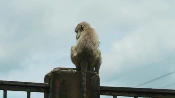 4Kシネマティック スローモーション野生動物晴れた日にタイのロッブリの猿の町の近くから門の上に立つマカクのサルの自然映像 — ストック動画