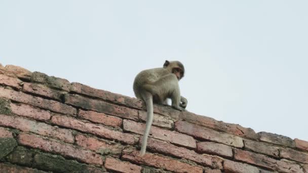 4Kシネマティック スローモーション野生動物晴れた日にタイのロッブリの猿の町の壁で戦うマカク猿の自然映像 — ストック動画