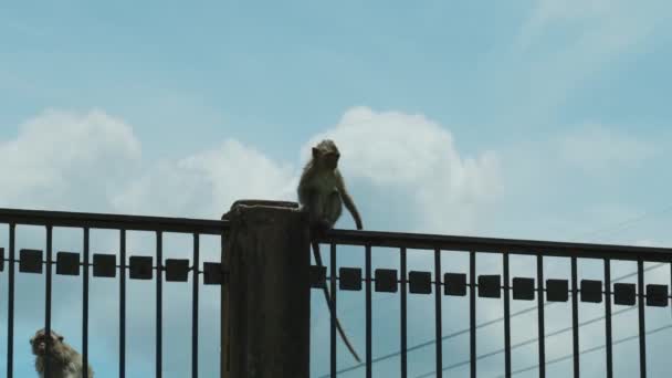 시네마 틱느리게 움직이는 태국의 원숭이 마을인 부리에서 가까이 마카크 원숭이들의 — 비디오